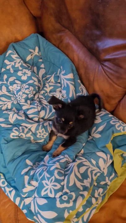 Enlarge Cookie, an adopted Chihuahua in Toronto, ON video 4/6
