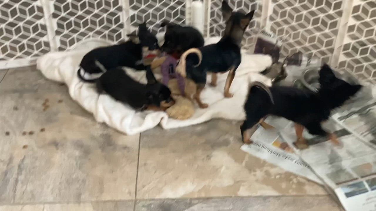 Enlarge Cookie, an adopted Chihuahua in Toronto, ON video 6/6