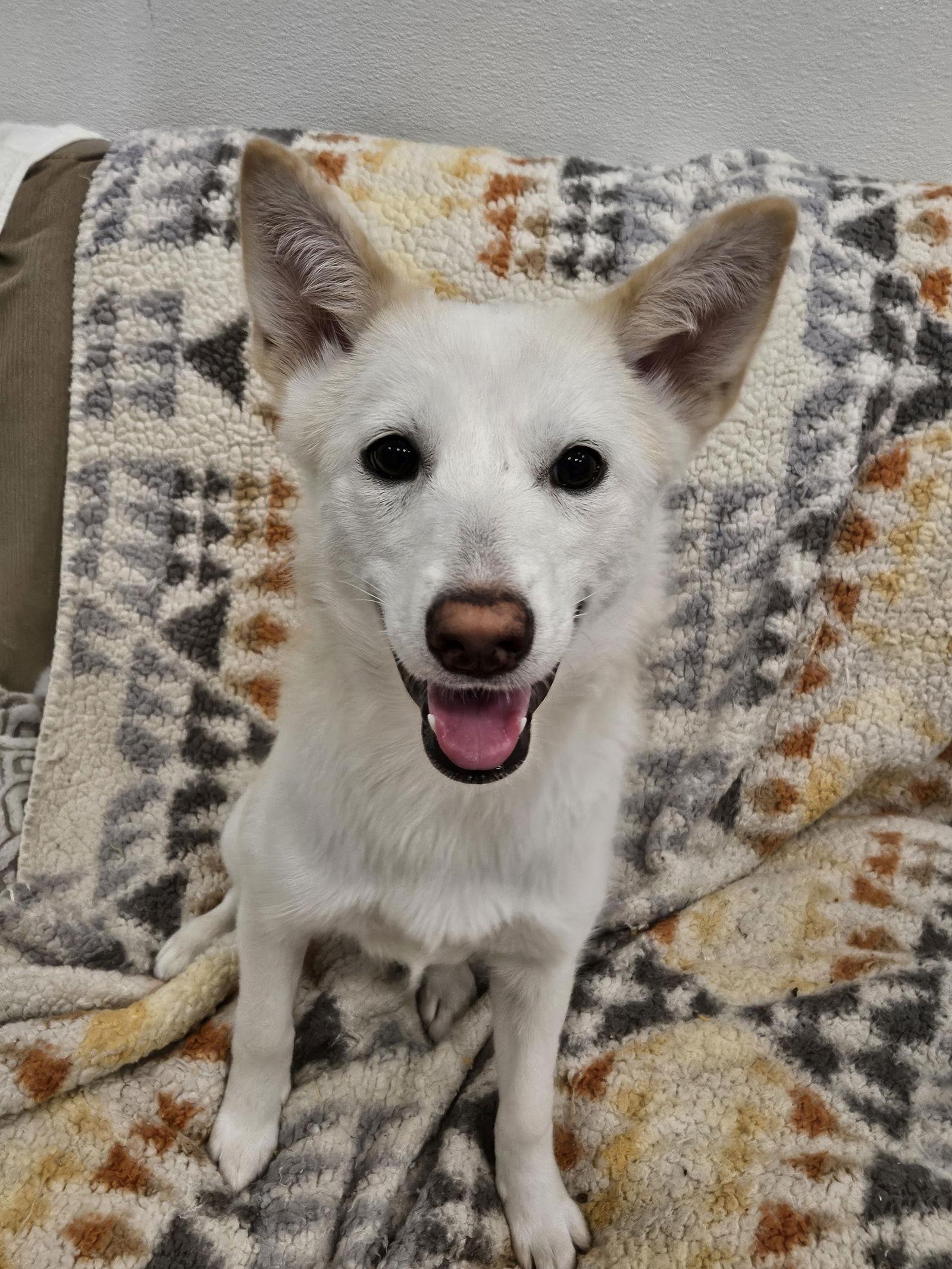 BOBAE, Adopted, Puppy Female Shiba Inu & Jindo.