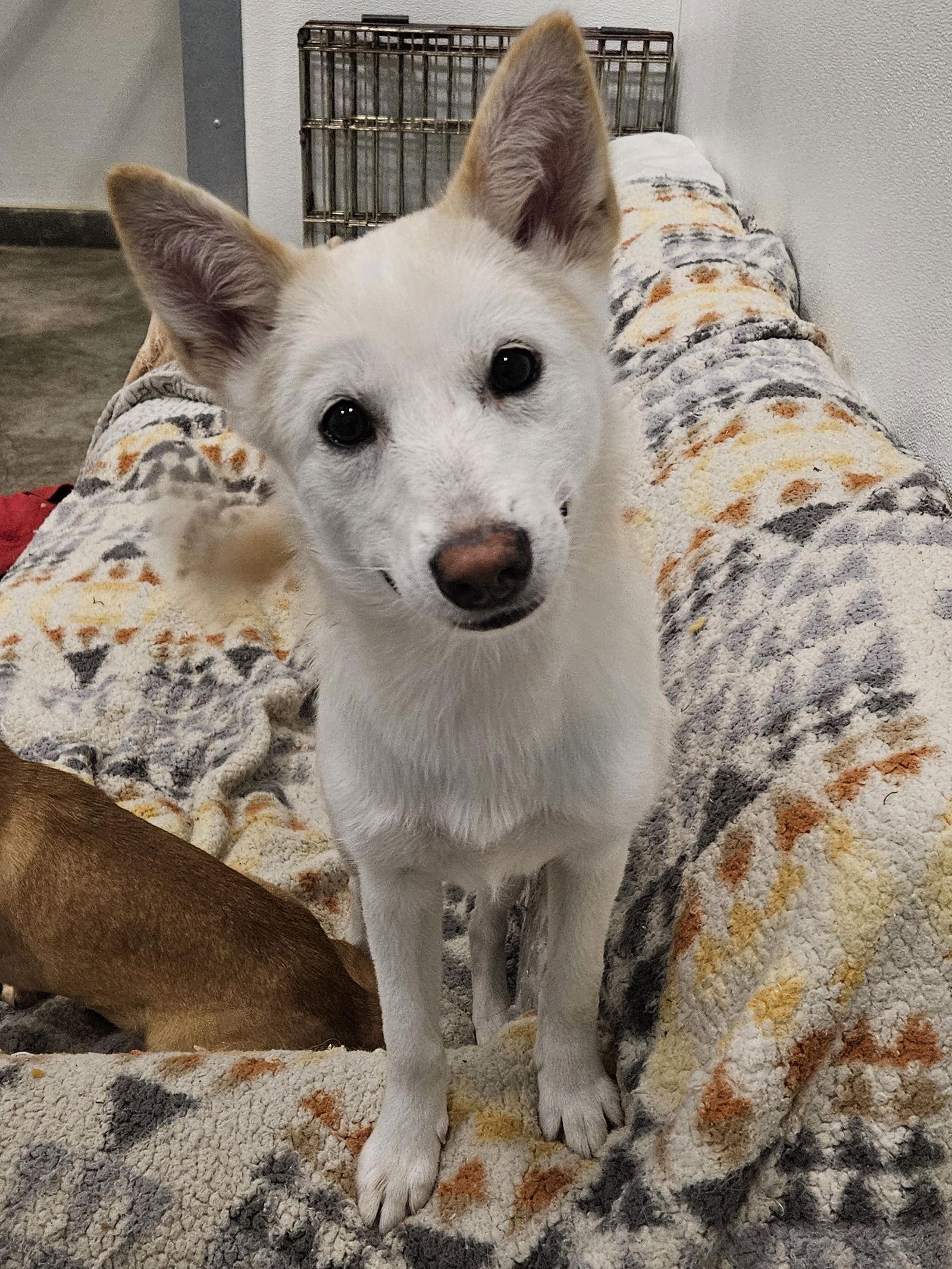 Enlarge BOBAE, a Adopted mixed breed in Agoura Hills, CA image 2/3