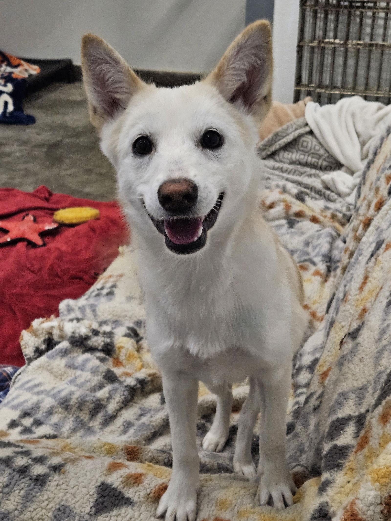 Enlarge BOBAE, a Adopted mixed breed in Agoura Hills, CA image 3/3