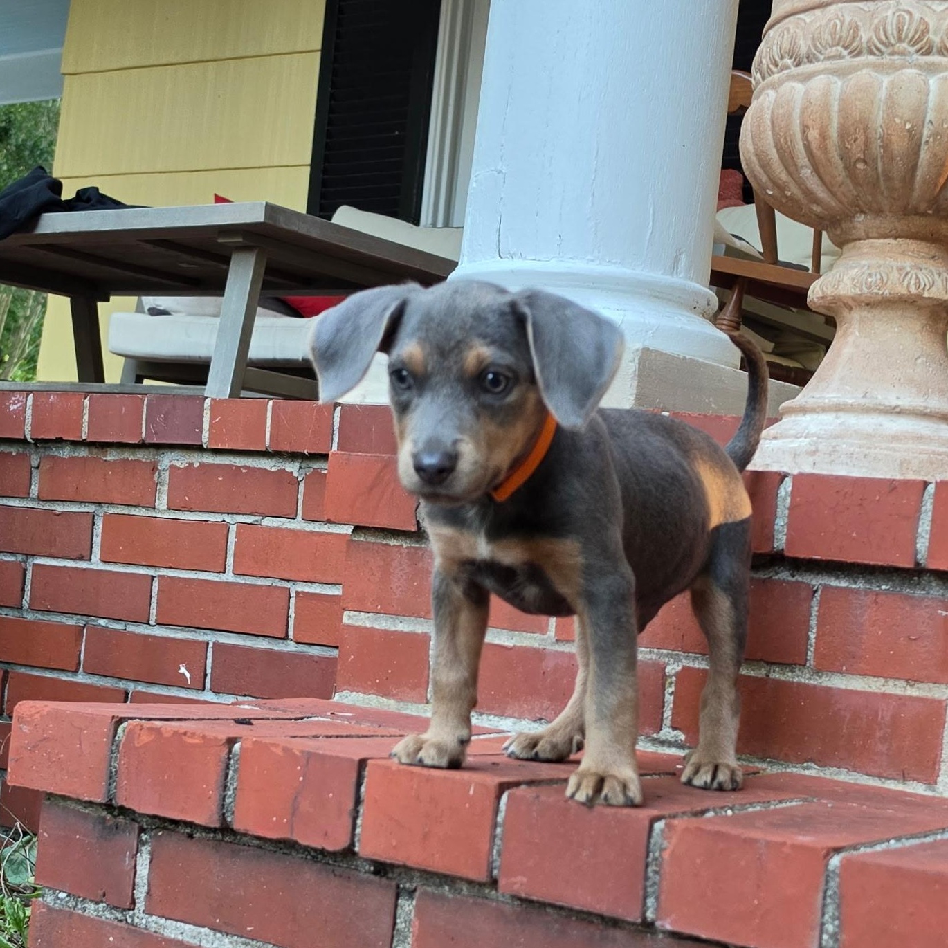 Enlarge Diesel, an adopted Mixed Breed in Columbia, MD image 3/3