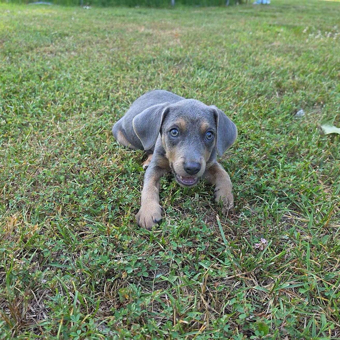 Enlarge Diesel, an adopted Mixed Breed in Columbia, MD image 2/3