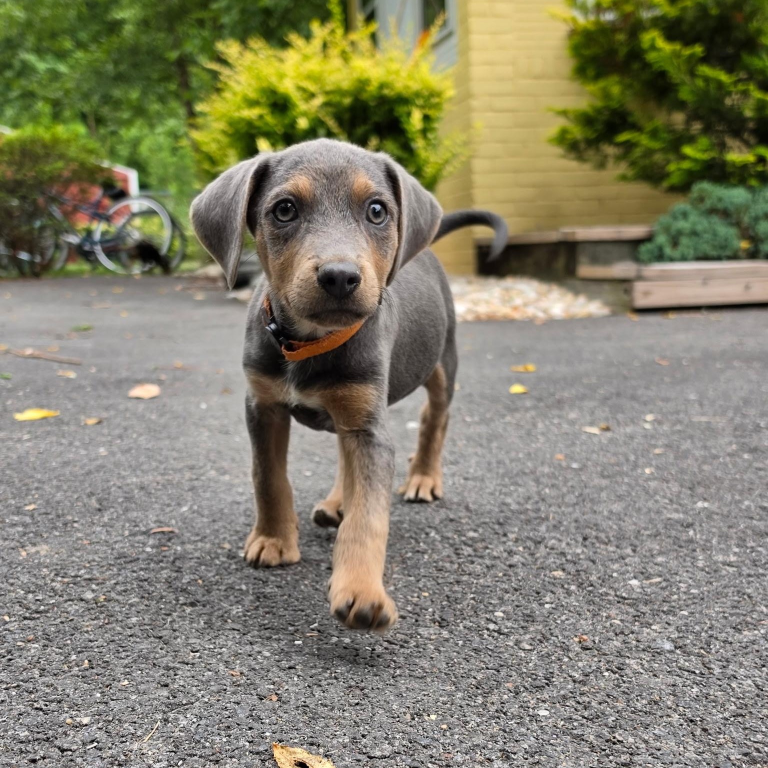 Enlarge Diesel, an adopted Mixed Breed in Columbia, MD image 1/3