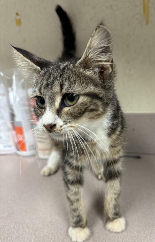 Enlarge Sooty, a Adoptable mixed breed in Salisbury, MD image 2/2