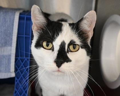 Conway Kitty, Adoptable, Adult Male Domestic Short Hair.