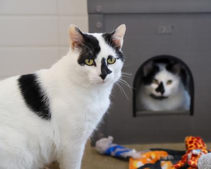 Conway Kitty, Adoptable, Adult Male Domestic Short Hair.