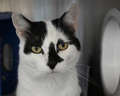 Enlarge Conway Kitty, a Adoptable Domestic Short Hair in West Seneca, NY image 2/3
