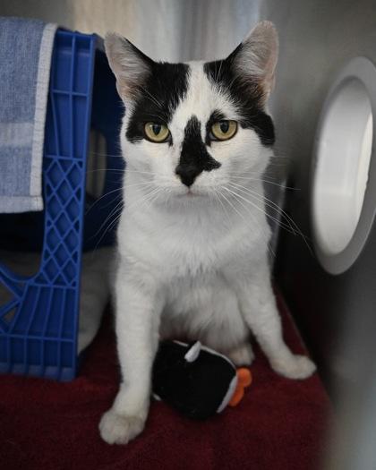 Enlarge Conway Kitty, a Adoptable Domestic Short Hair in West Seneca, NY image 3/3