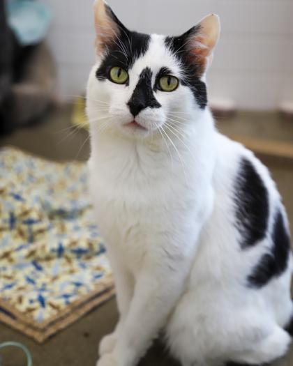 Enlarge Conway Kitty, a Adoptable Domestic Short Hair in West Seneca, NY image 2/3