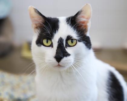 Enlarge Conway Kitty, a Adoptable Domestic Short Hair in West Seneca, NY image 3/3