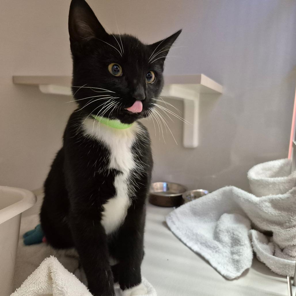 Pascal, Adoptable, Young Male Domestic Short Hair.