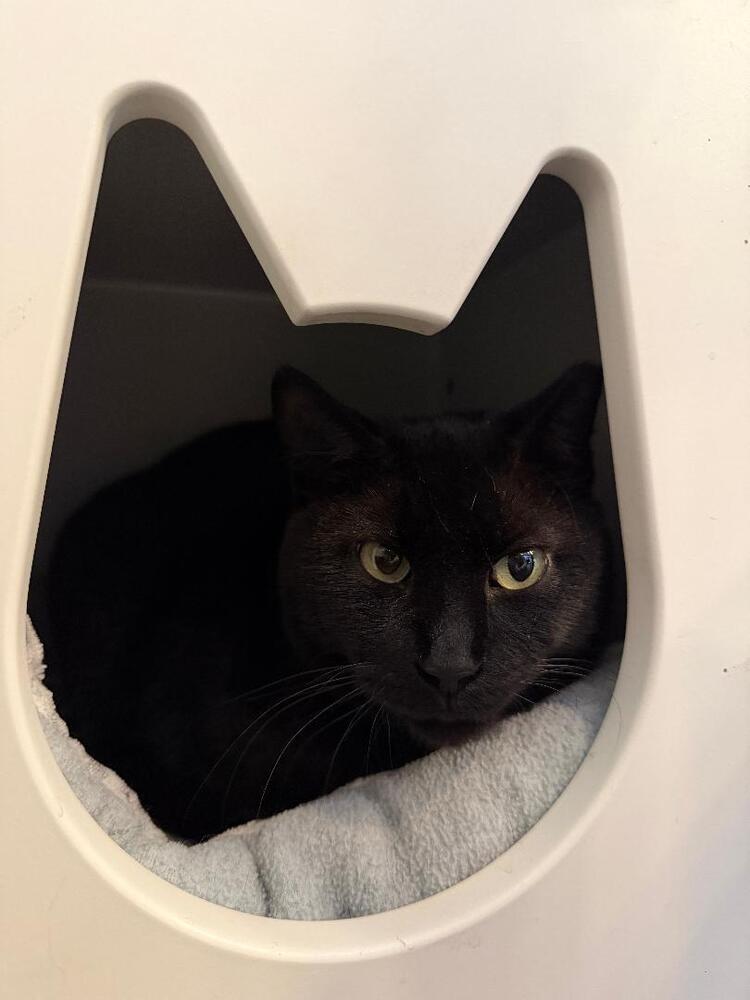 Miss Kitty, Adoptable, Adult Female Domestic Short Hair.