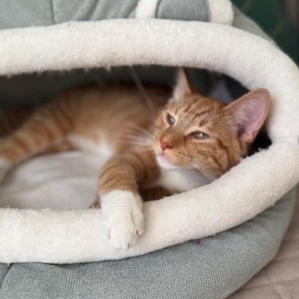Enlarge Conrad, Steven & Rocket - Kittens, a ADOPTABLE Domestic Short Hair in Braintree, MA image 2/5