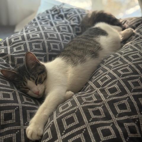 Conrad, Steven & Rocket - Kittens, ADOPTABLE, Kitten Male Domestic Short Hair.