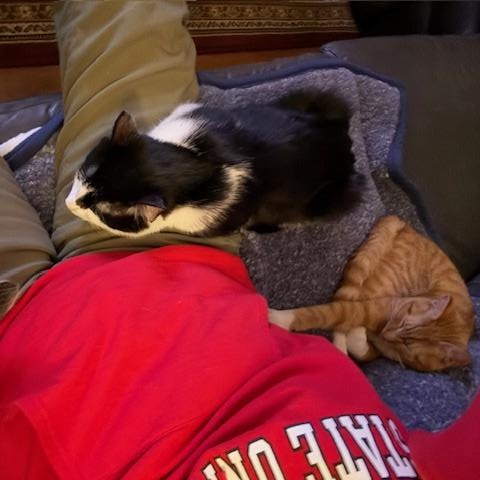 Enlarge Conrad, Steven & Rocket - Kittens, a ADOPTABLE Domestic Short Hair in Braintree, MA image 5/5