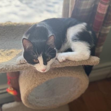 Enlarge Conrad, Steven & Rocket - Kittens, a ADOPTABLE Domestic Short Hair in Braintree, MA image 3/5