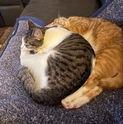 Enlarge Conrad, Steven & Rocket - Kittens, a ADOPTABLE Domestic Short Hair in Braintree, MA image 4/5