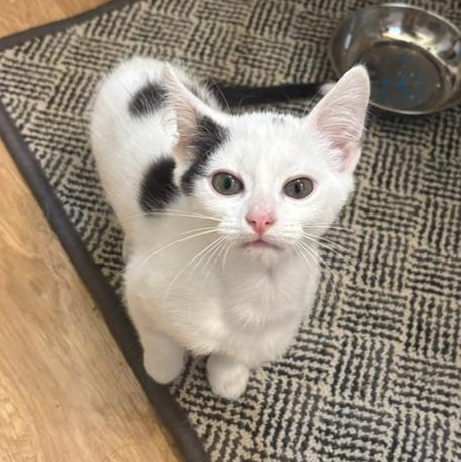 Enlarge Goose, a Adoptable Domestic Short Hair in Minneapolis, MN image 3/5