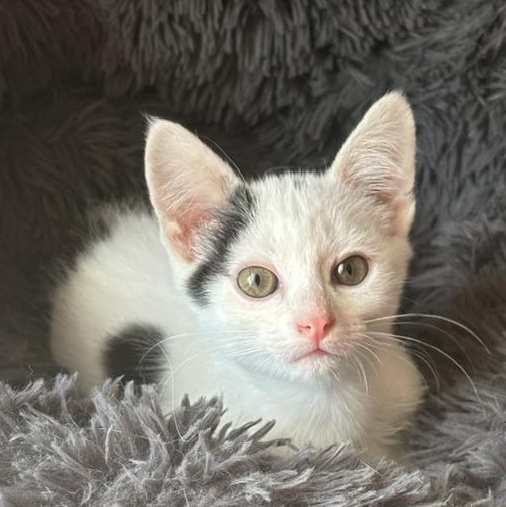 Goose, Adoptable, Kitten Male Domestic Short Hair.