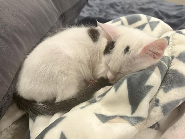 Enlarge Goose, a Adoptable Domestic Short Hair in Minneapolis, MN image 5/5