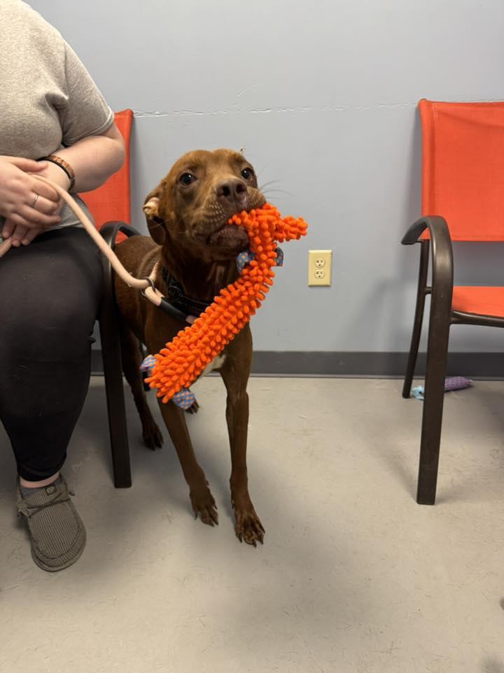 Huxley, a Adoptable Terrier in Zanesville, OH image 1/2