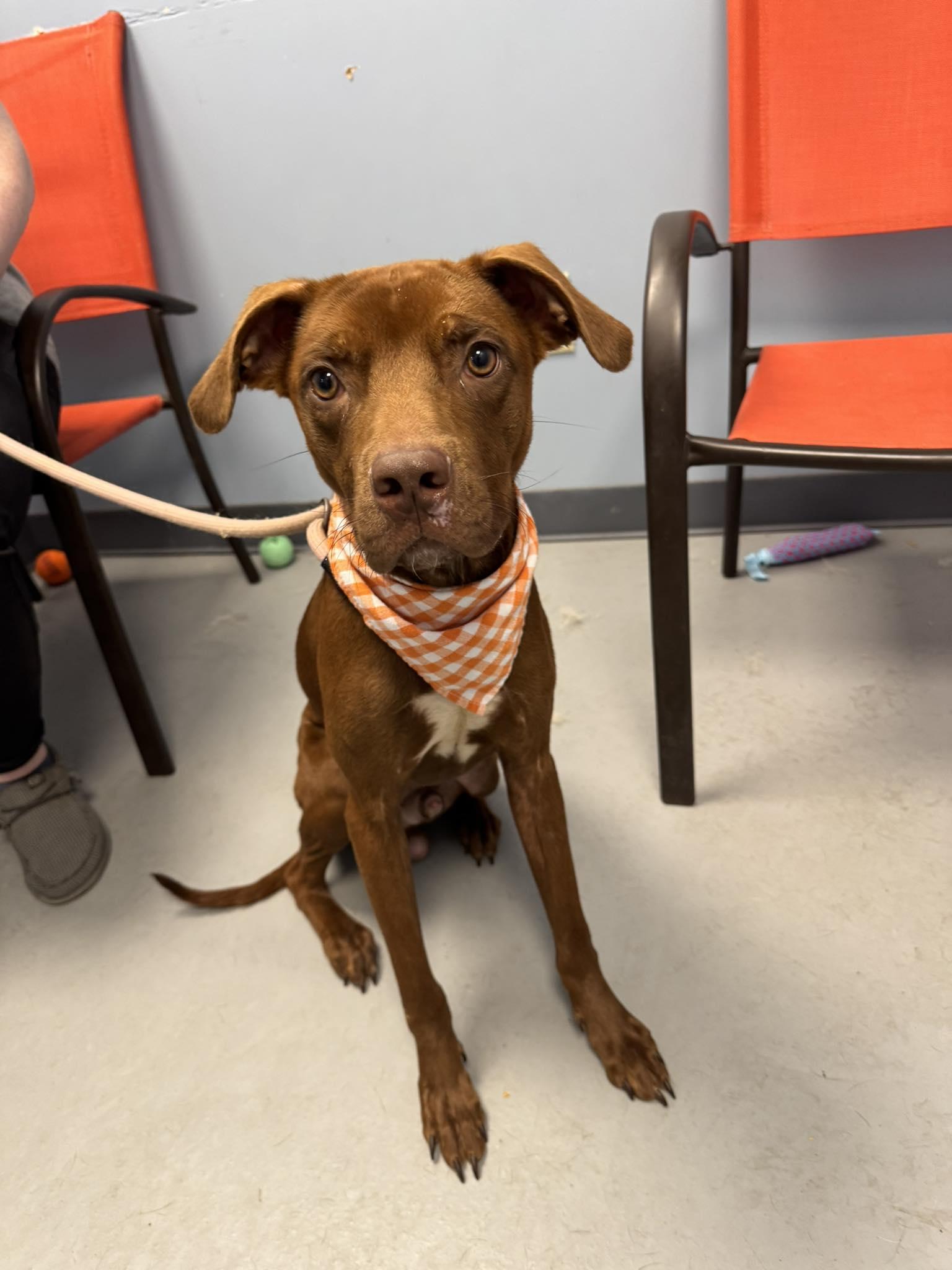 Huxley, a Adoptable Terrier in Zanesville, OH image 2/2
