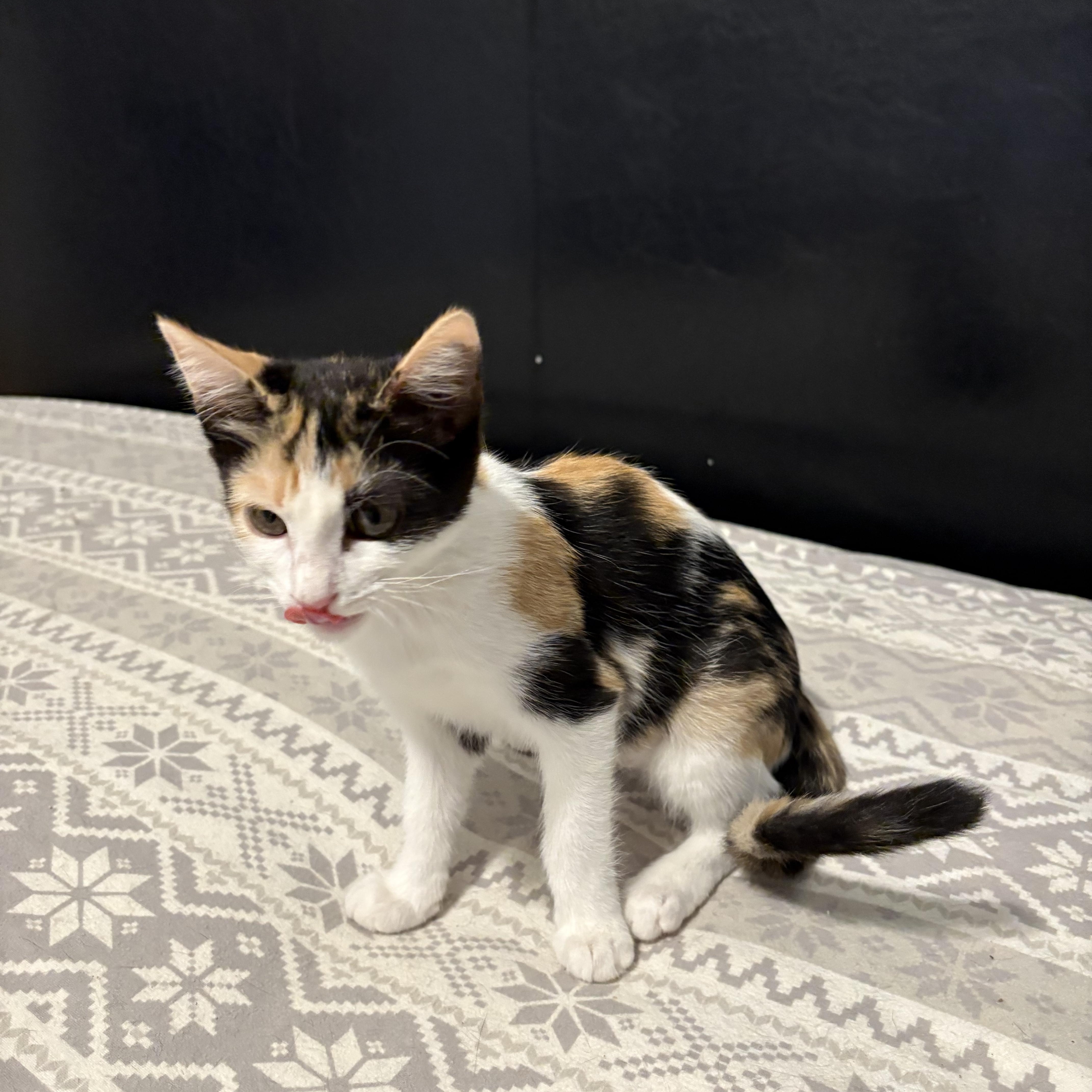 Chai, a Adoptable Domestic Short Hair in La Canada, CA image 2/2