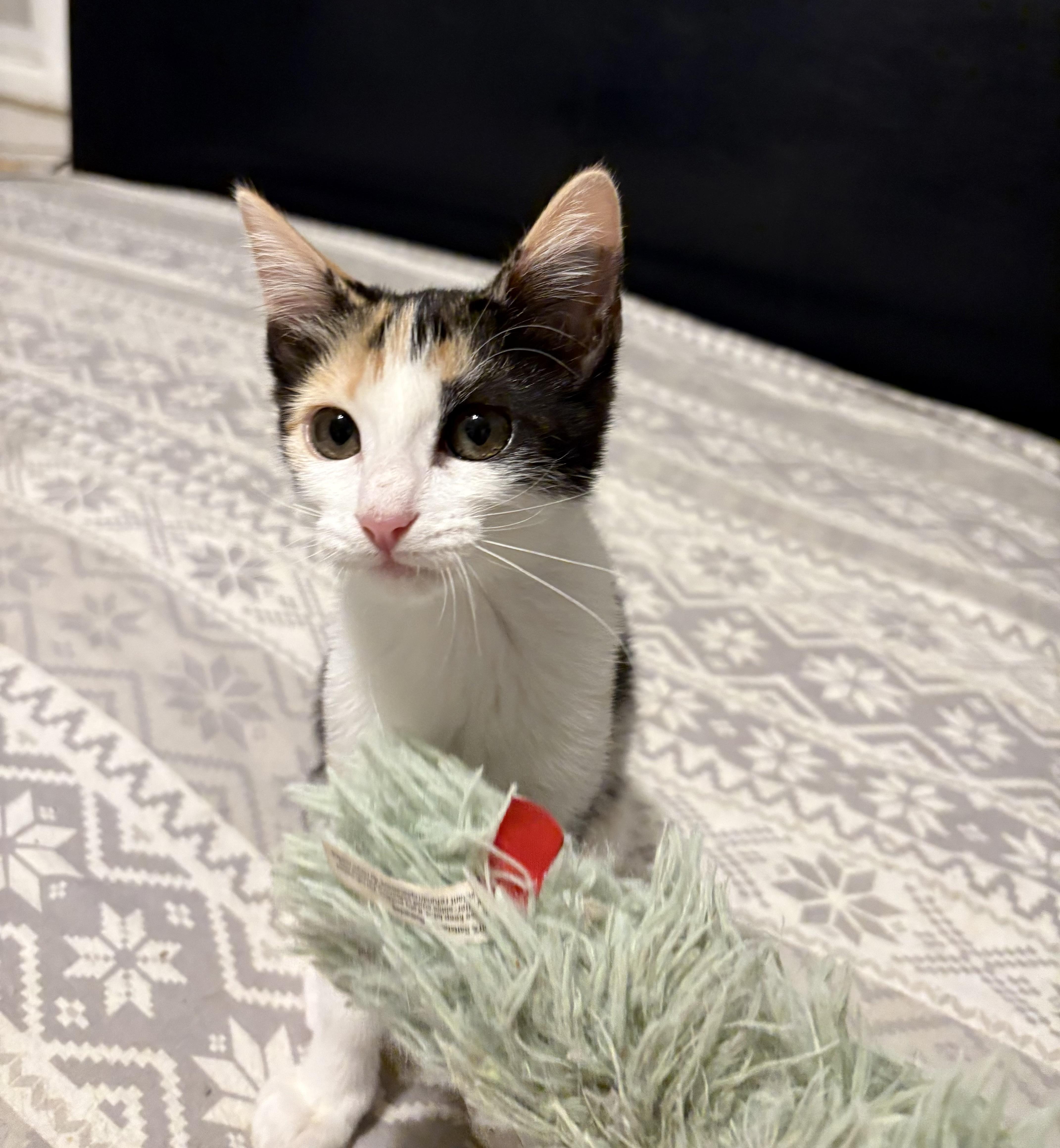 Chai, a Adoptable Domestic Short Hair in La Canada, CA image 1/2