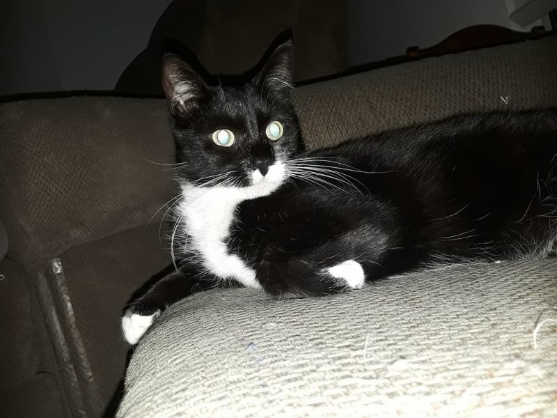 Gracie Mae (bonded to Hope), Adoptable, Adult Female Domestic Short Hair.