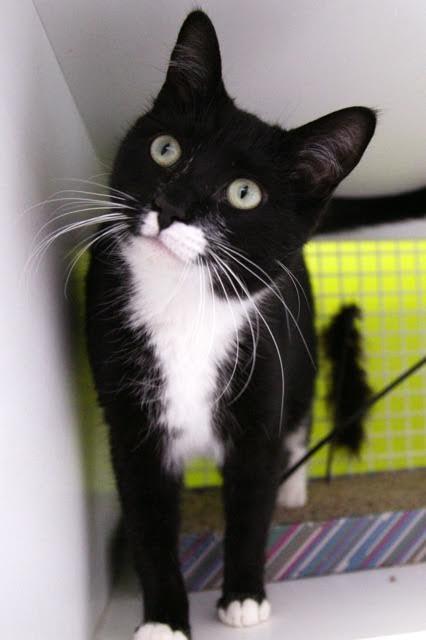 Enlarge Gracie Mae (bonded to Hope), a Adoptable Domestic Short Hair in Los Angeles, CA image 2/4