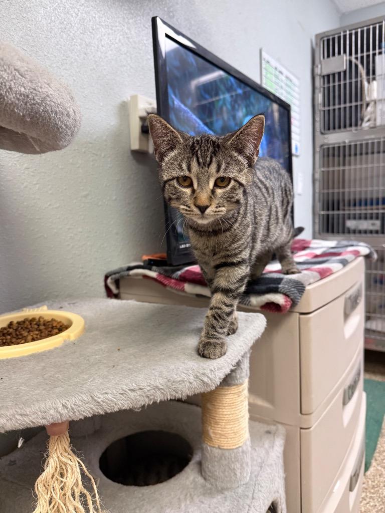 Edith, Adoptable, Kitten Female Domestic Medium Hair.