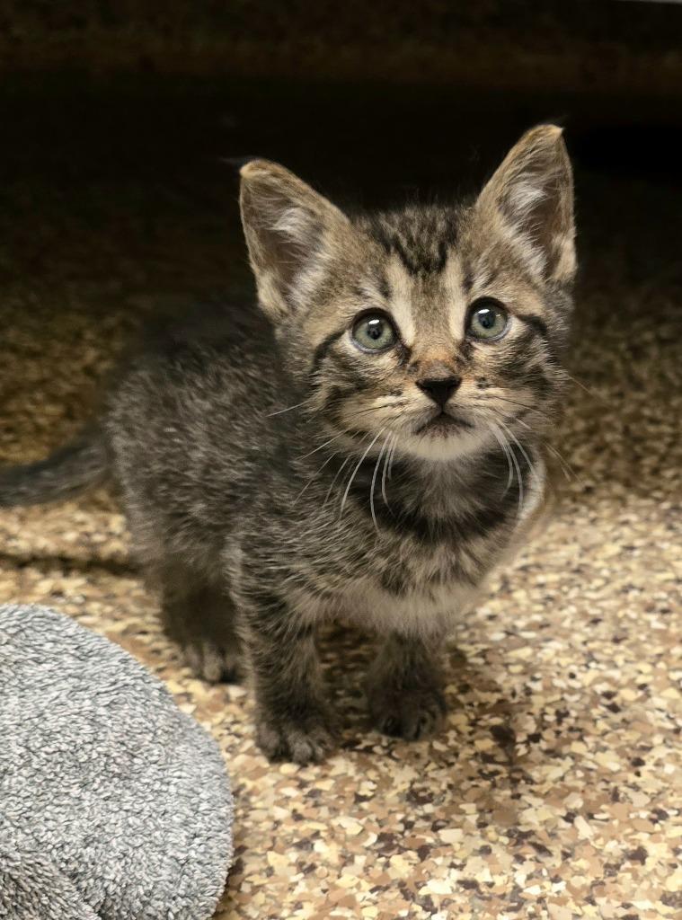 Edith, Adoptable, Kitten Female Domestic Medium Hair.