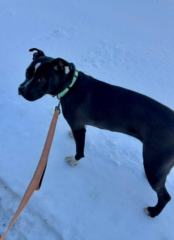 Enlarge Minnie, a Adoptable mixed breed in Millersville, MD image 1/1