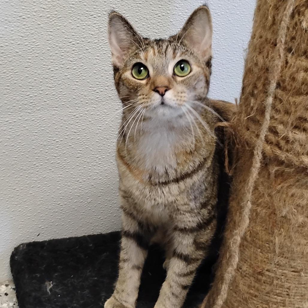 Anne Frank, Adoptable, Young Female Domestic Short Hair.