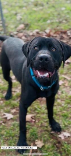 Enlarge Conan, a ADOPTABLE mixed breed in Shasta Lake, CA image 2/3