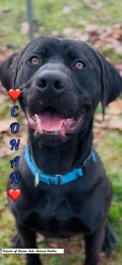 Enlarge Conan, a ADOPTABLE mixed breed in Shasta Lake, CA image 1/3