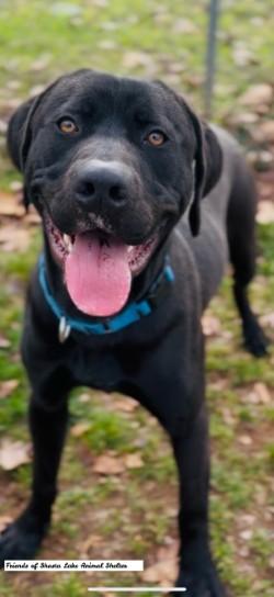 Enlarge Conan, a ADOPTABLE mixed breed in Shasta Lake, CA image 3/3