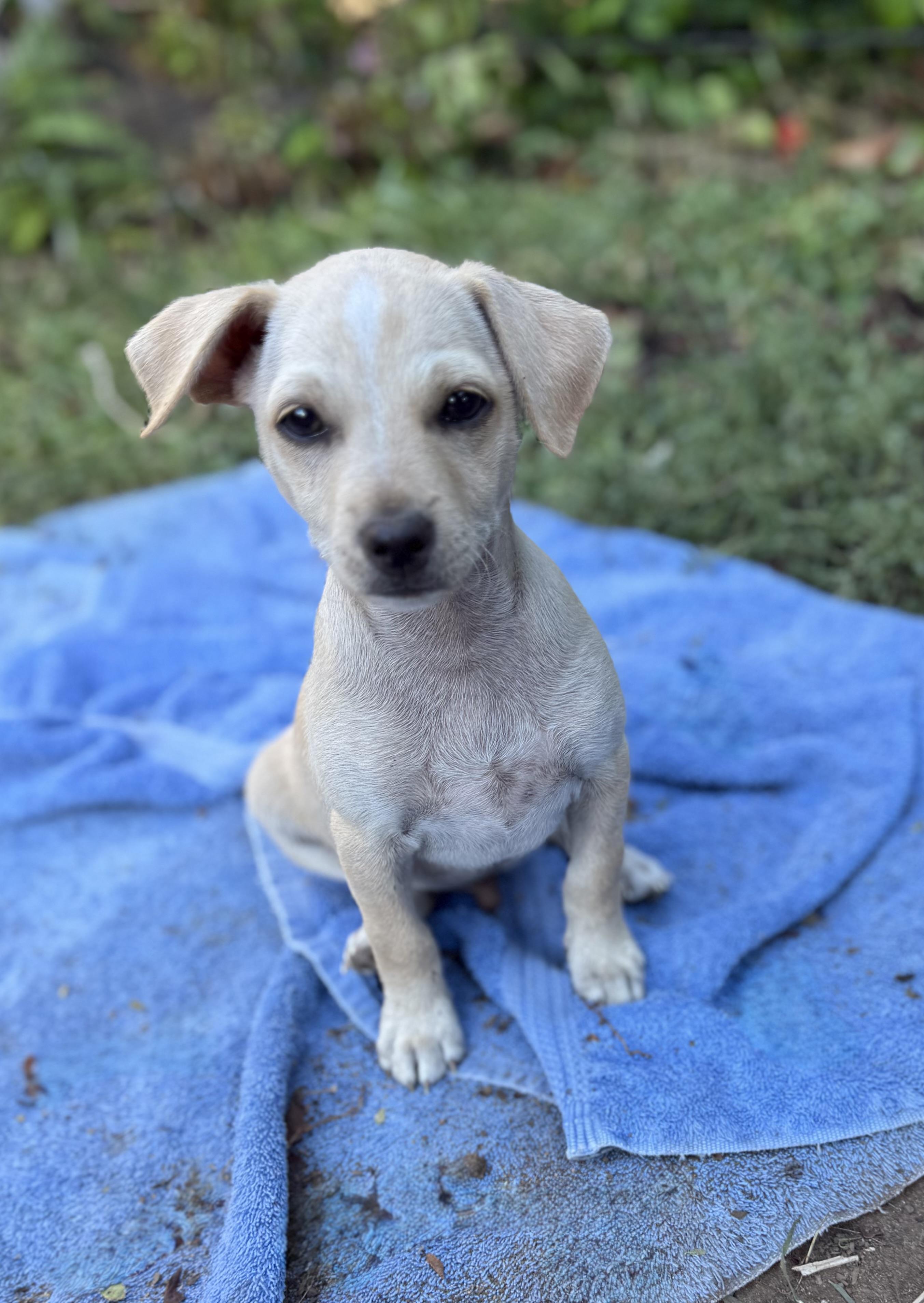Ray (Sunshine Day Litter), ADOPTABLE, Puppy Male Terrier.