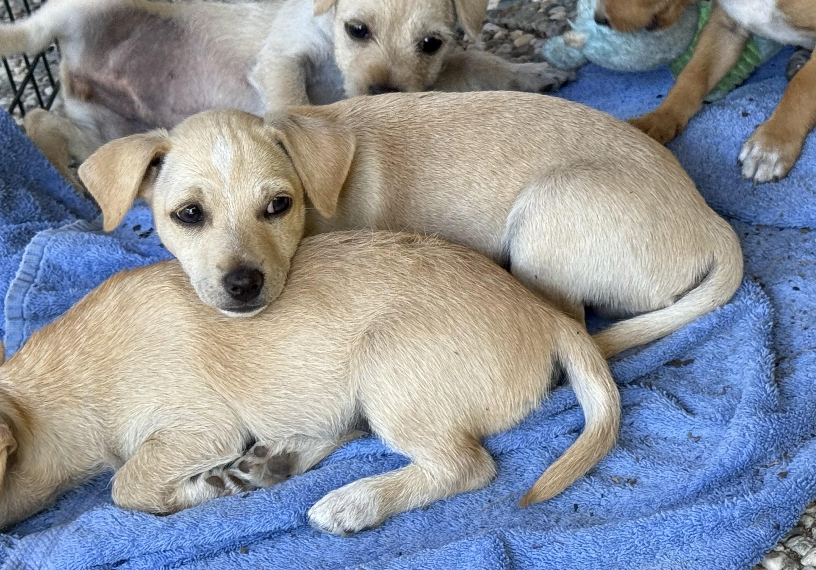 Ray (Sunshine Day Litter), a ADOPTABLE mixed breed in Redwood City, CA image 2/3