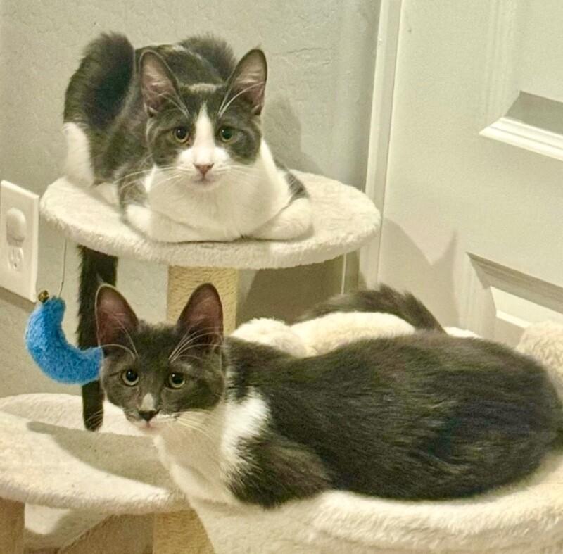 Spud -- BONDED with Sprig - S Litter, Adoptable, Young Female Domestic Short Hair.