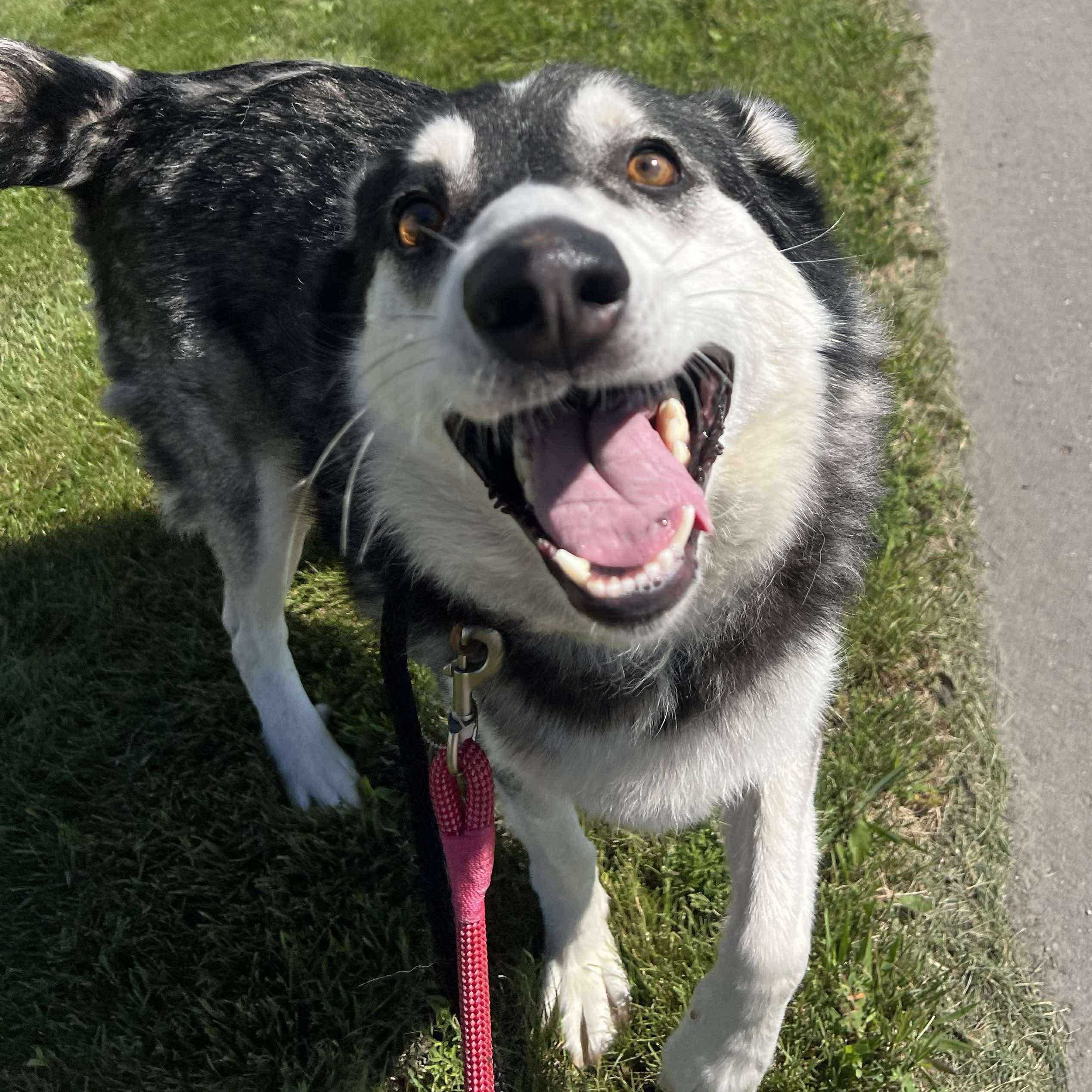 Enlarge Avalanche, a Adoptable mixed breed in Grand Forks, ND image 1/2
