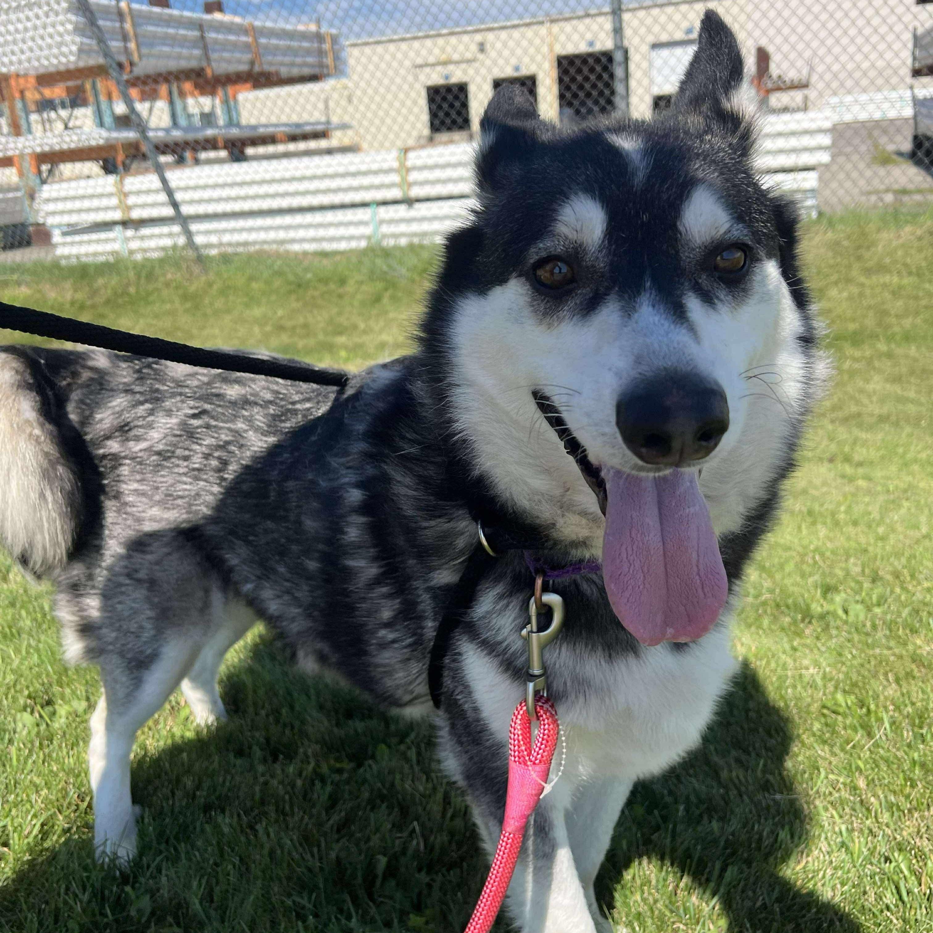Enlarge Avalanche, a Adoptable mixed breed in Grand Forks, ND image 2/2