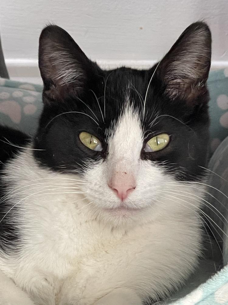 Enlarge Jaclyn, a Adoptable Domestic Short Hair in Chicago, IL image 1/3