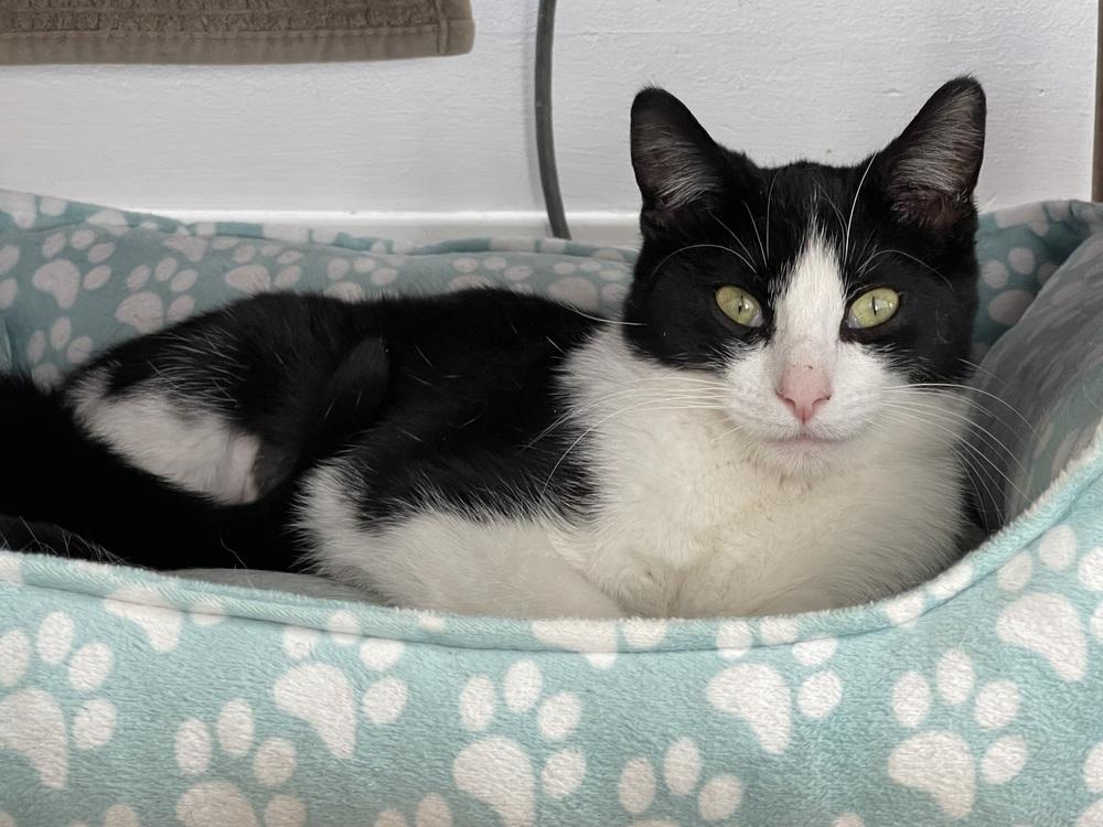 Enlarge Jaclyn, a Adoptable Domestic Short Hair in Chicago, IL image 2/3
