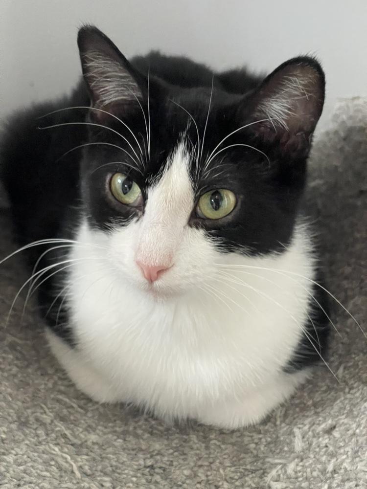 Enlarge Jaclyn, a Adoptable Domestic Short Hair in Chicago, IL image 3/3