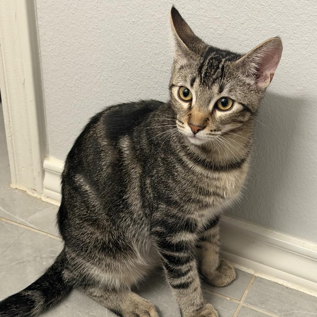 Enlarge Lucky, a Adoptable Domestic Short Hair in Laredo, TX image 2/2