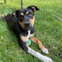 Mocha (Formerly Blair)