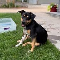 Mocha (Formerly Blair)
