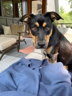 Mocha (Formerly Blair)